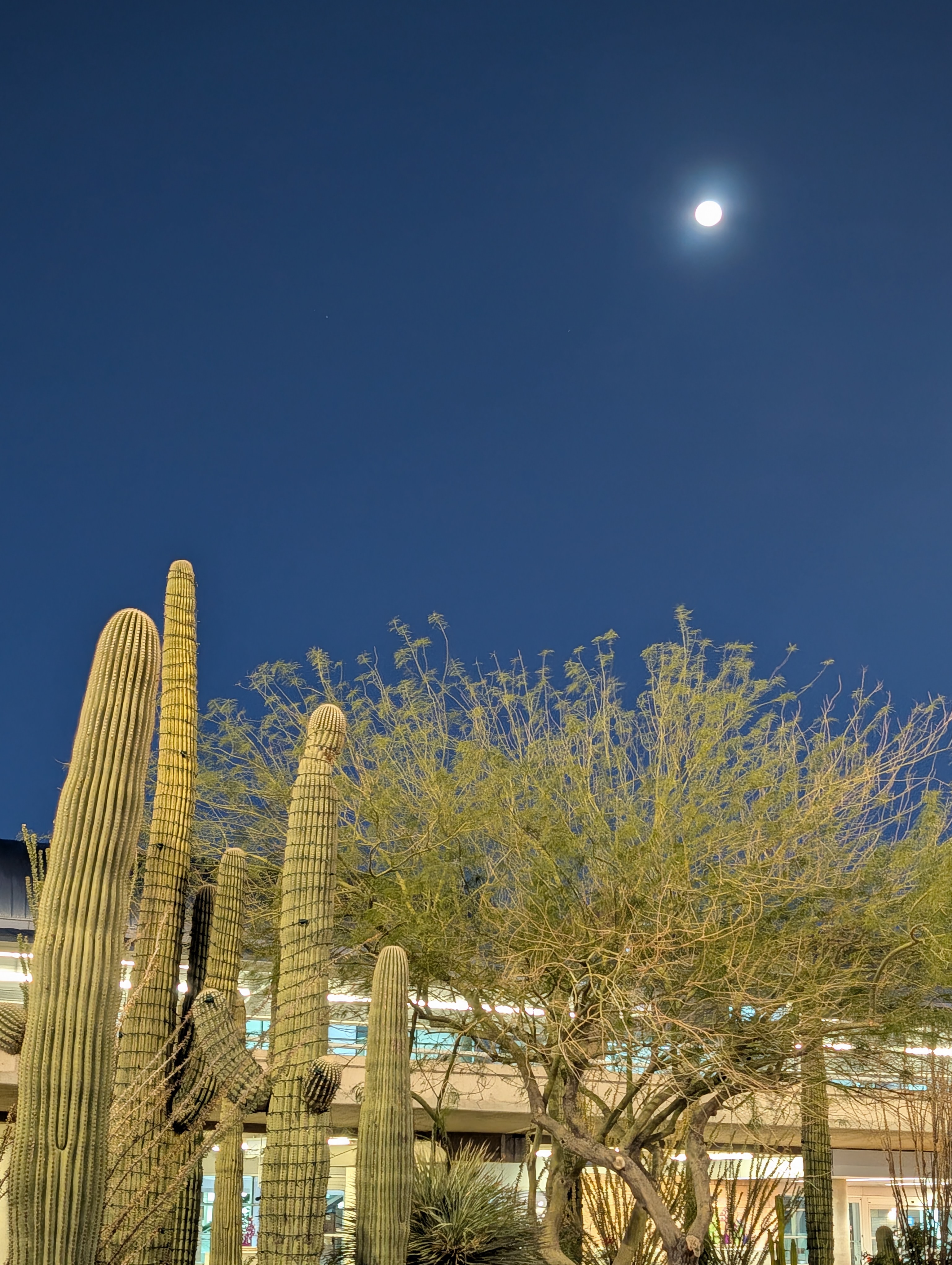 🌌 Understanding Cosmic Identity: Arizona’s Mysteries and Project Partum Veritas